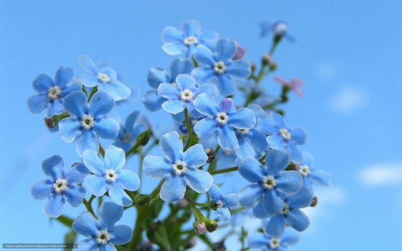 Blue Forget-me-not Flowers — Serene, Spring, Photograph, Sky, Green Stems