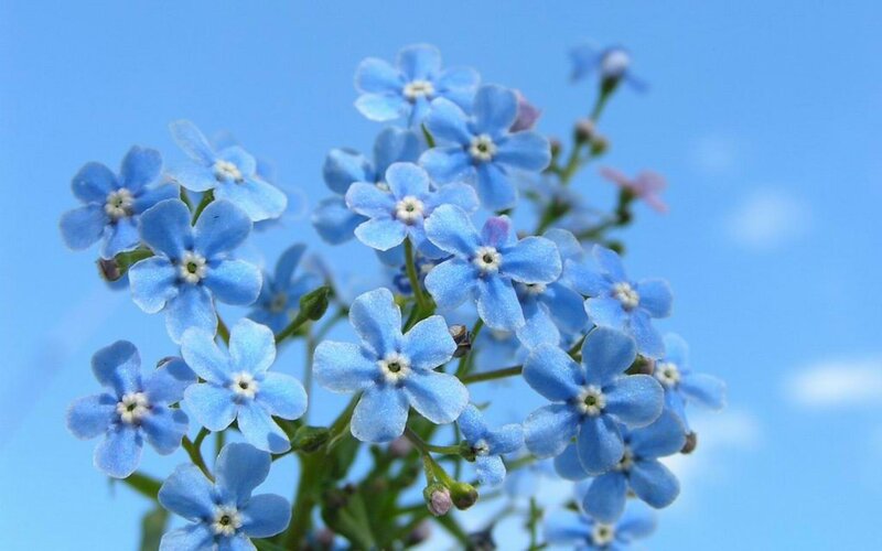 Blue Forget-me-not Flowers — Serene, Spring, Photograph, Sky