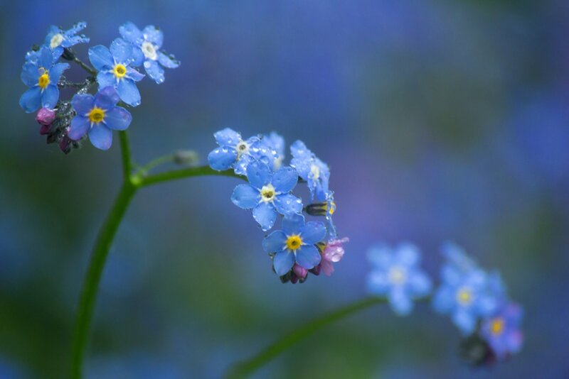 Blue Forget-me-not Flowers — Serene, Spring, Photograph, Stem, Drops