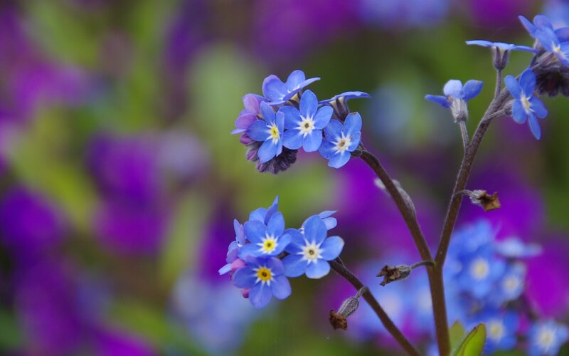 Blue Forget-me-not Flowers — Serene, Spring, Photograph, Stem