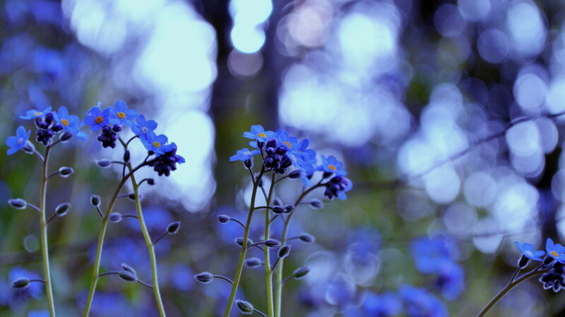 Blue Forget-me-not Flowers — Serene, Spring, Photograph, Stems, Buds