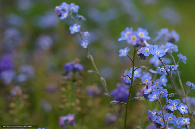 Blue Forget-me-not Flowers — Serene, Spring, Photograph, Stems, Greenery