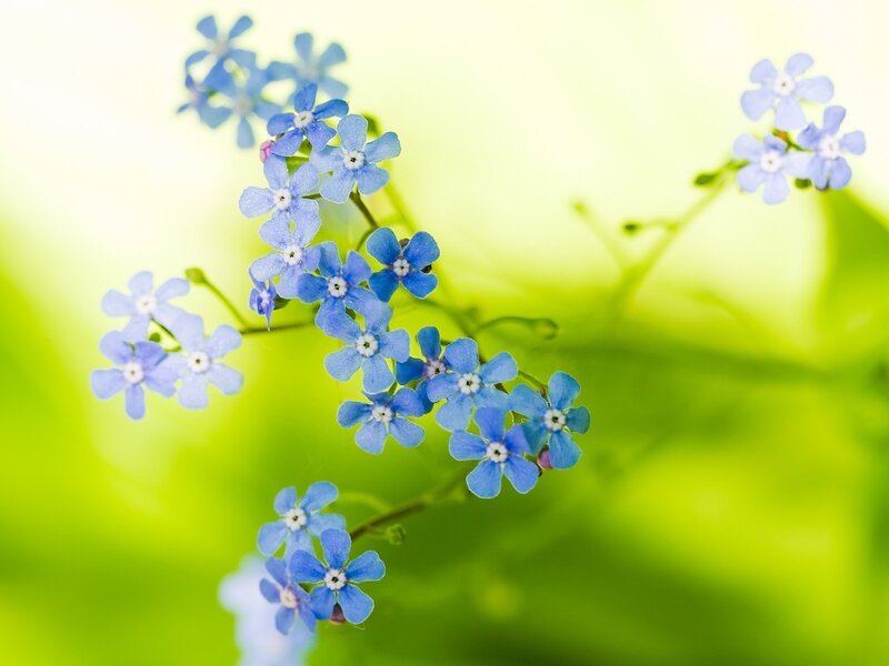 Blue Forget-me-not Flowers — Serene, Spring, Photograph, Stems