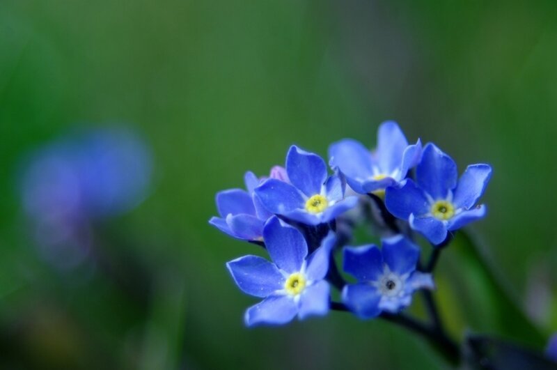 Blue Forget-me-not Flowers — Serene, Spring, Photograph