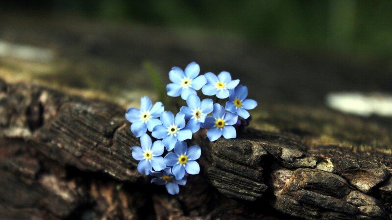 Blue Forget-me-not Flowers — Serene, Spring, Photograph, Wood, Forest Floor
