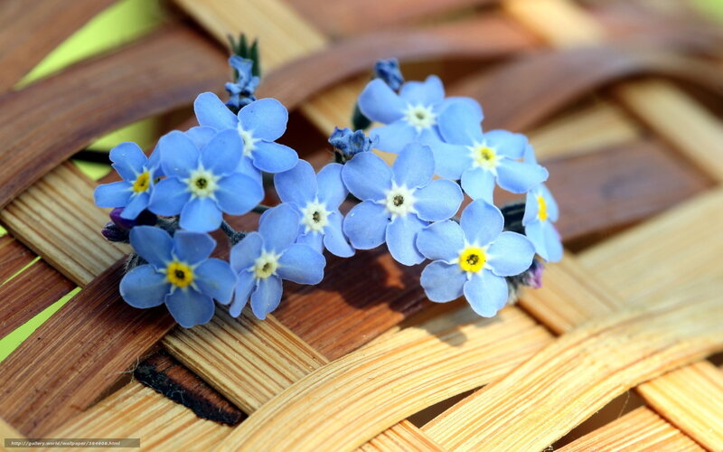 Blue Forget-me-not Flowers — Serene, Spring, Photograph, Woven Basket