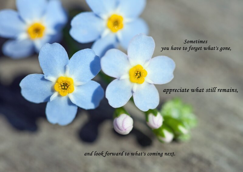 Blue Forget-me-not Flowers — Serene, Spring, Photograph, Yellow Centers, Flower Buds