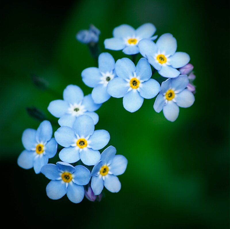 Blue Forget-me-not Flowers — Serene, Spring, Photograph, Yellow Centers, Green Background