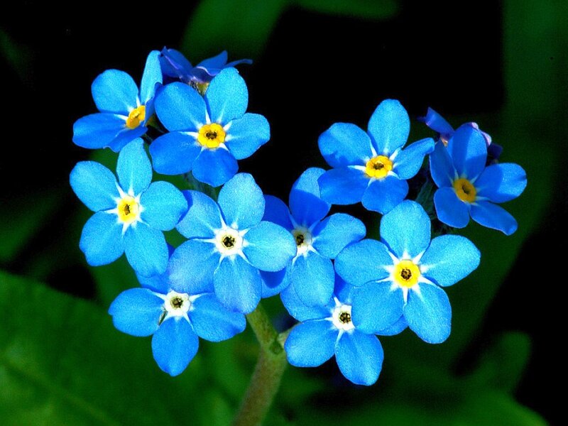 Blue Forget-me-not Flowers — Serene, Spring, Photograph, Yellow Centers, Green Leaves, Yellow