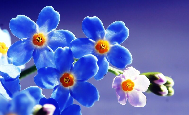 Blue Forget-me-not Flowers — Serene, Spring, Photograph, Yellow Centers, Green Stems