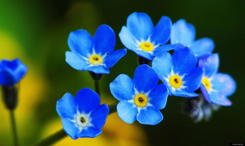 Blue Forget-me-not Flowers — Serene