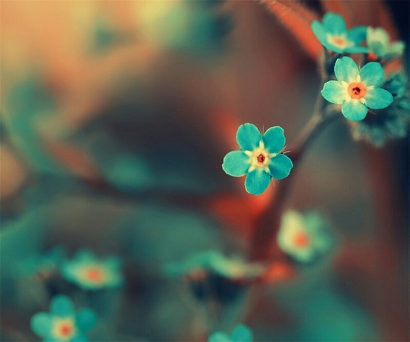 Blue Forget-me-not Flowers — Teal