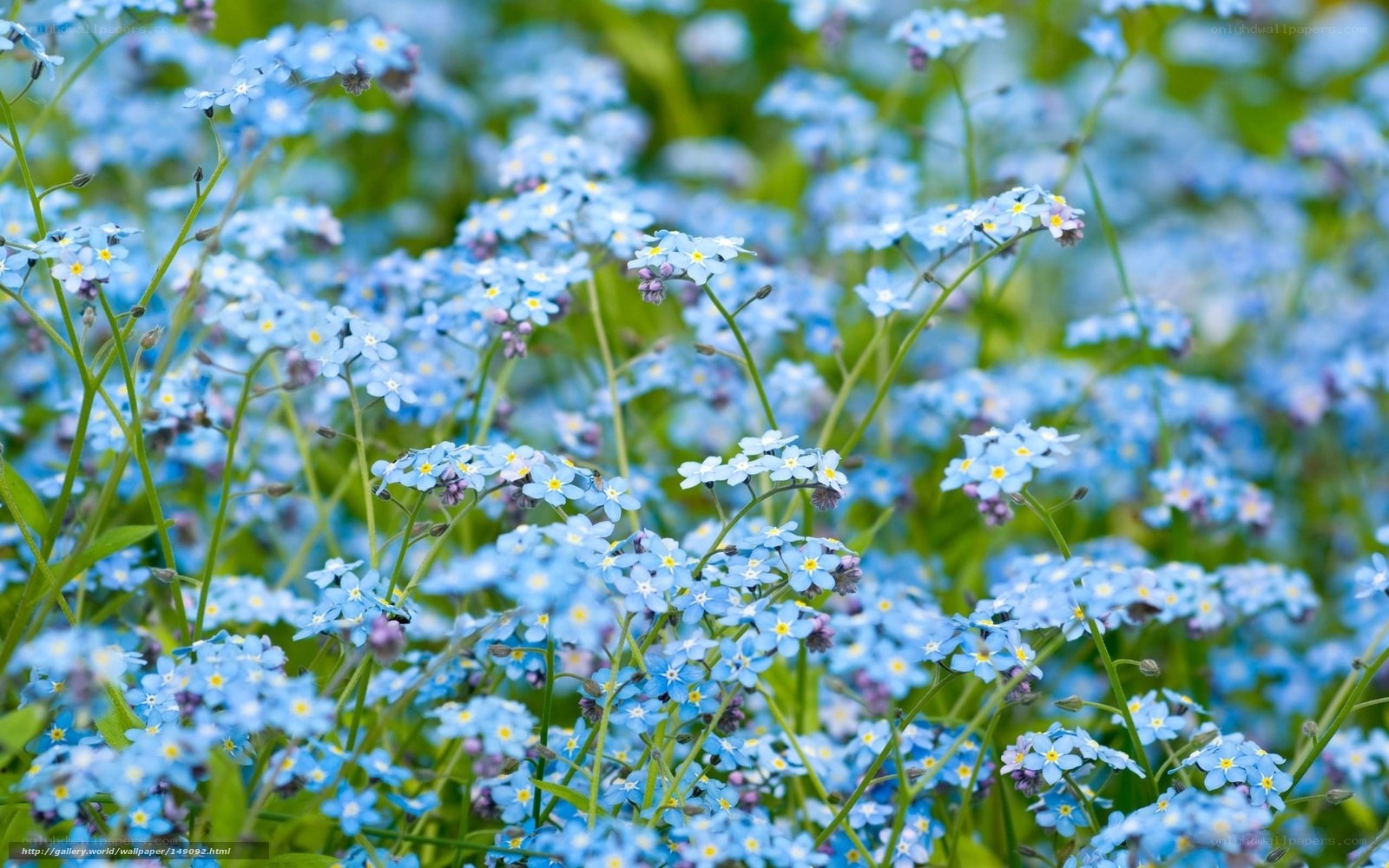 Blue forget-me-not flowers