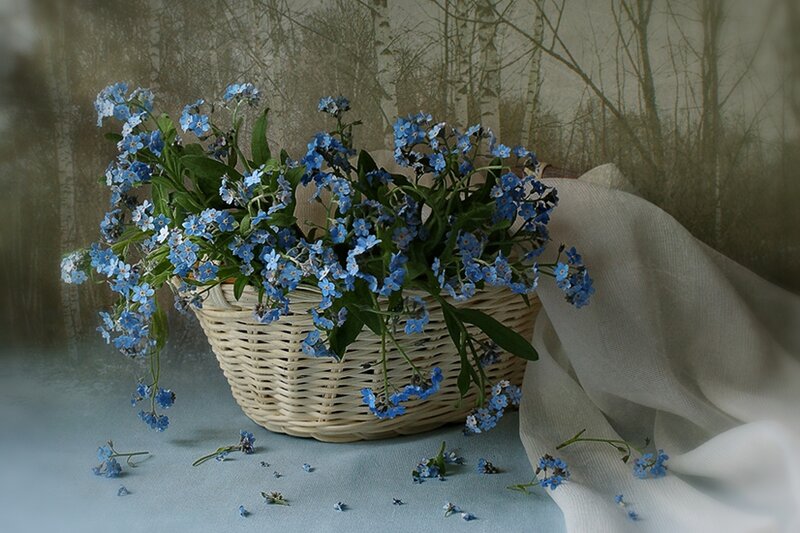 Blue Forget-me-nots in Basket
