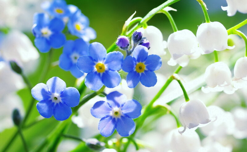 Blue Forget-me-nots — Serene, Spring, Photograph