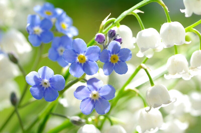 Blue Forget-me-nots — Serene, Spring