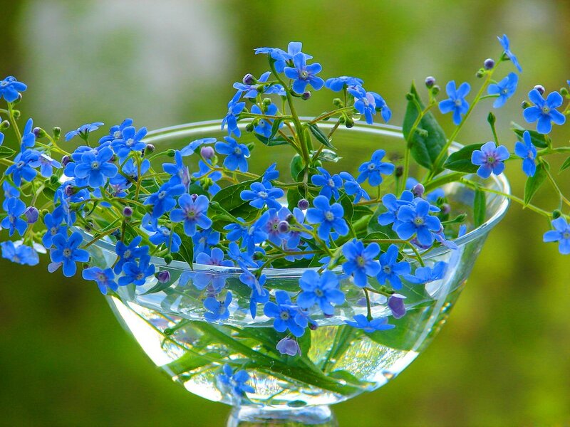 Blue Forget-me-nots — Serene