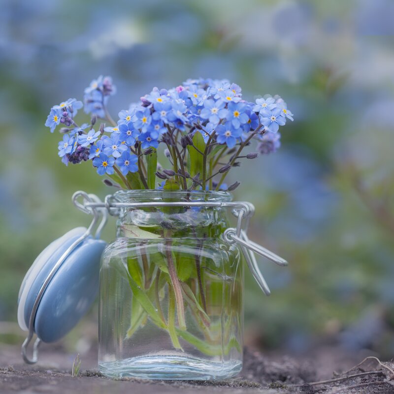 Blue Forget-me-nots