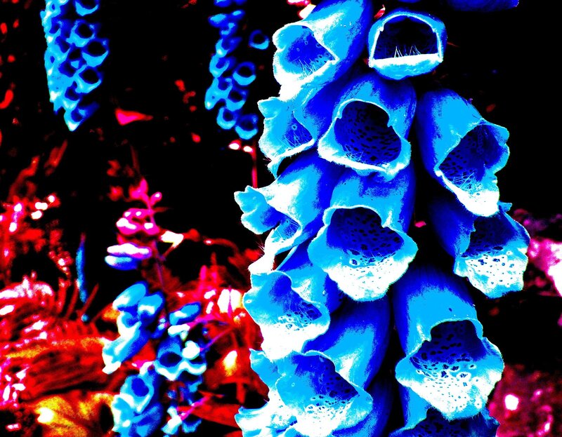 Blue foxgloves in vibrant colors