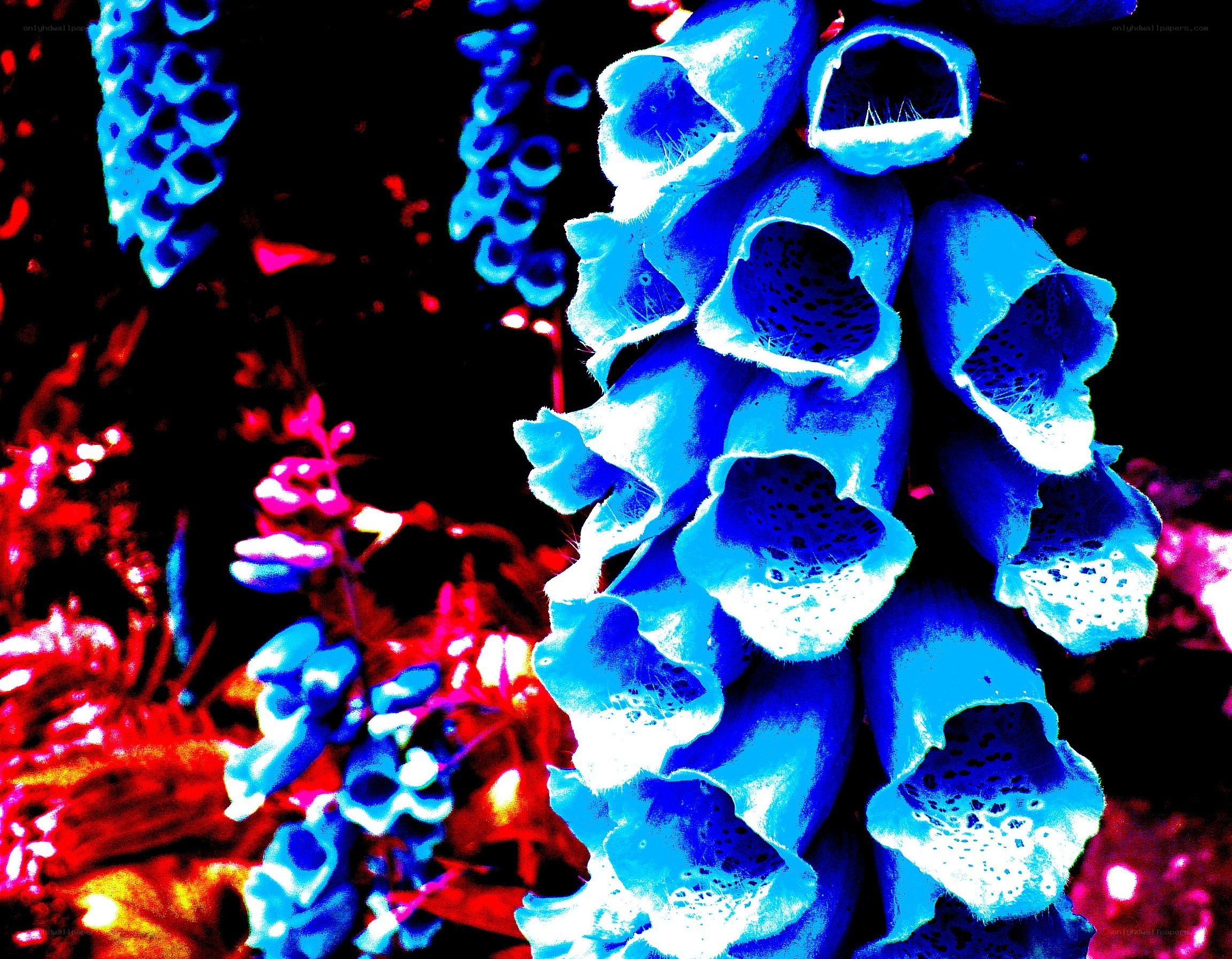 Blue foxgloves in vibrant colors