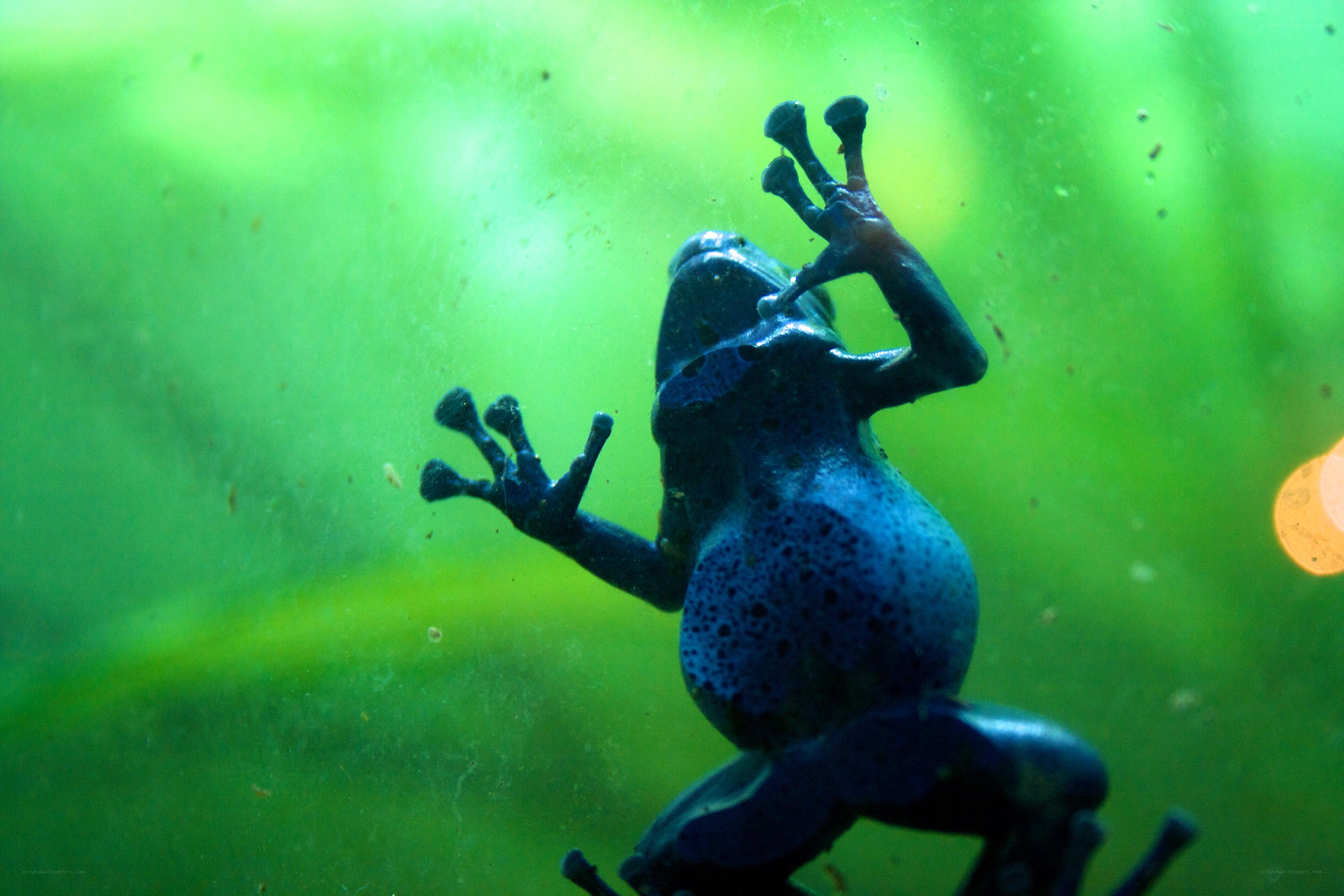 blue frog on glass
