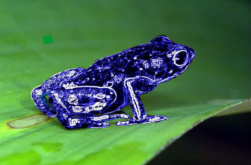 Blue Frog on Leaf