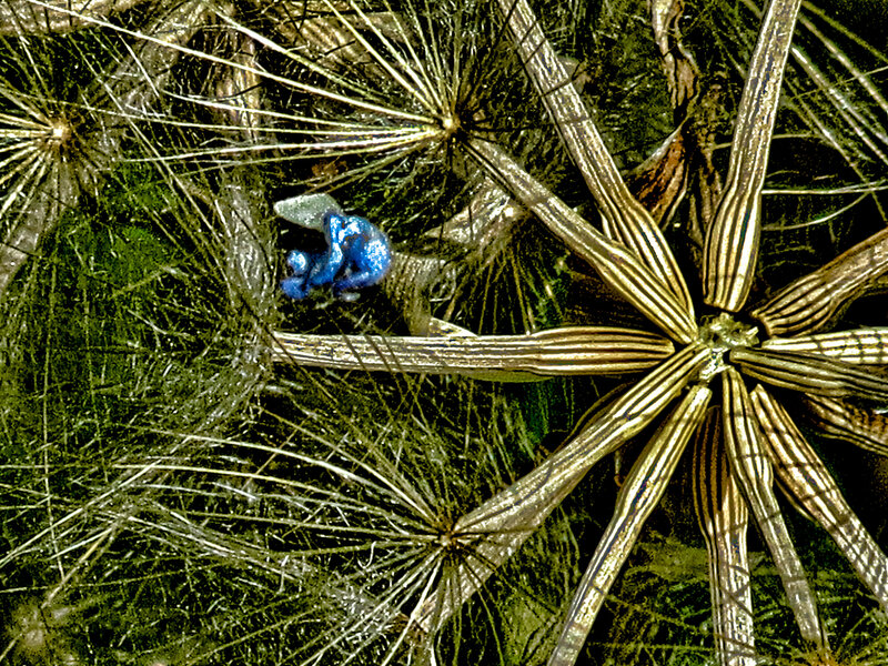 Blue Frog on Plant