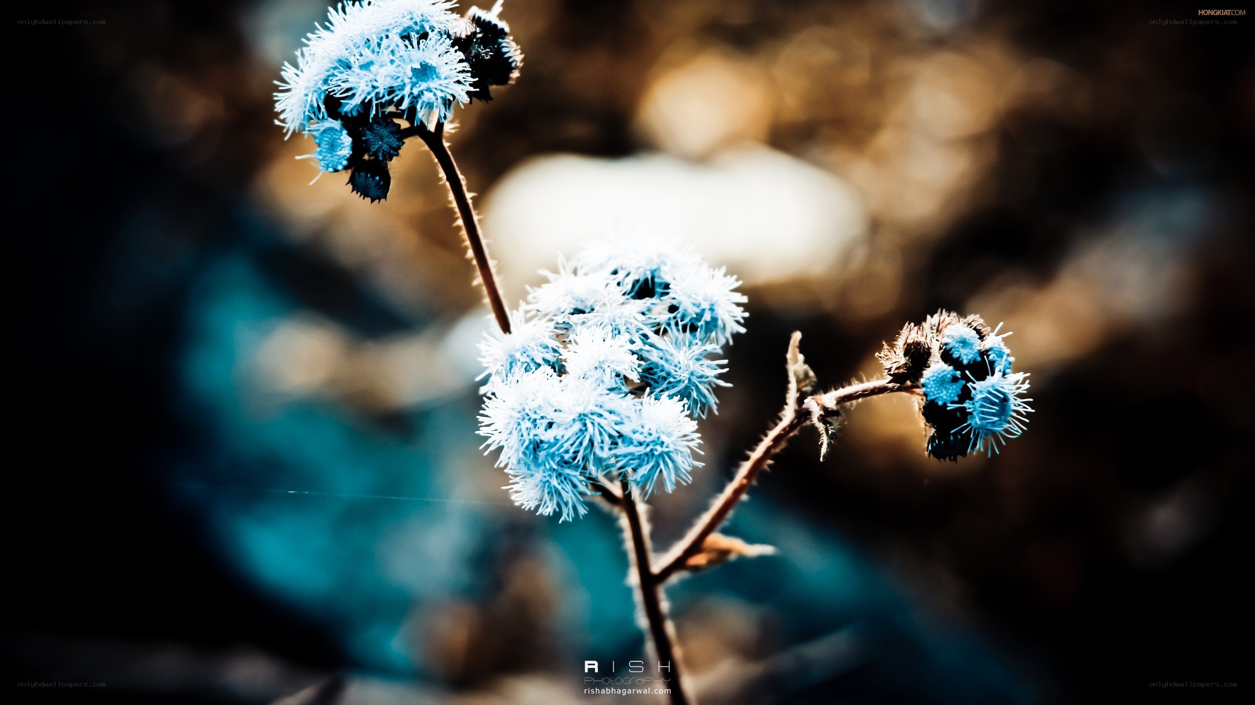 blue frosted flowers