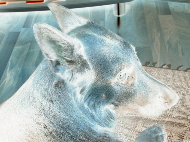 Blue-furred Dog