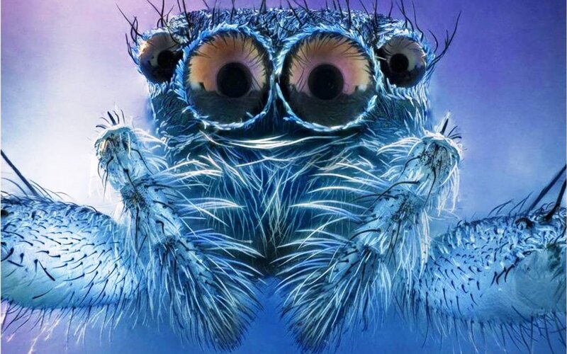 Blue Furry Spider