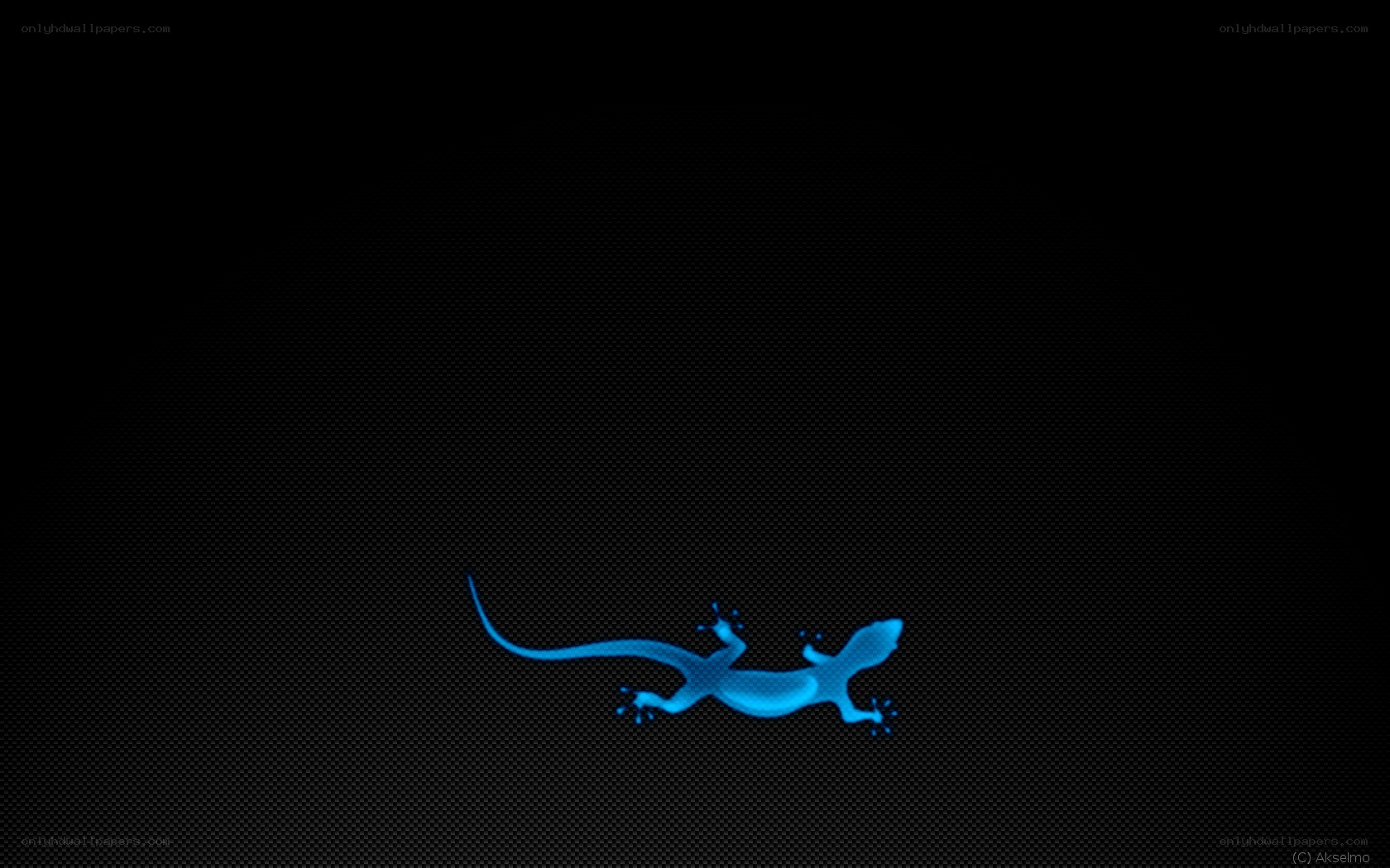 blue gecko on black background