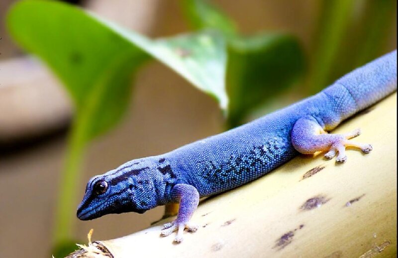 Blue Gecko on Branch