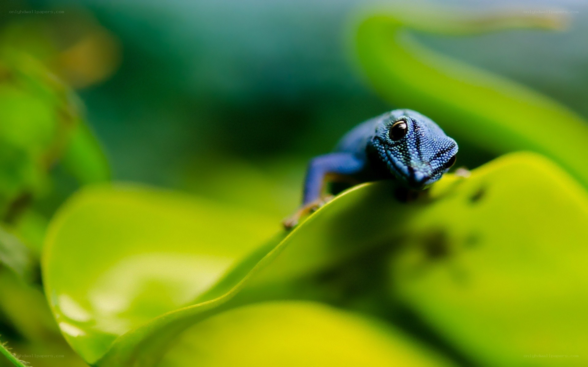 blue gecko on green leaf