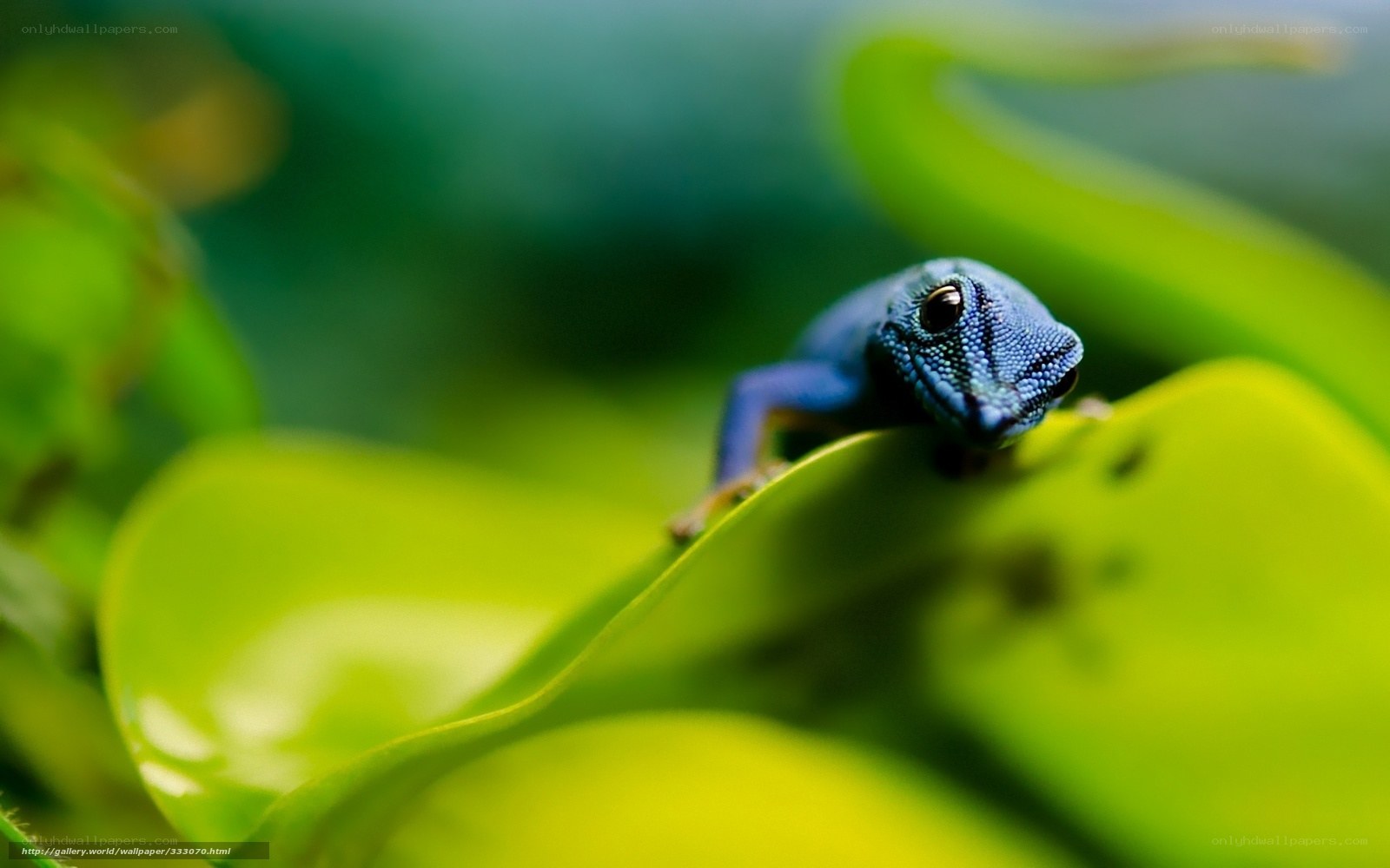 blue gecko on green leaf