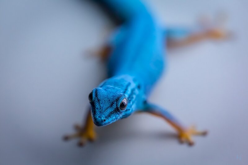 Blue Gecko on Surface