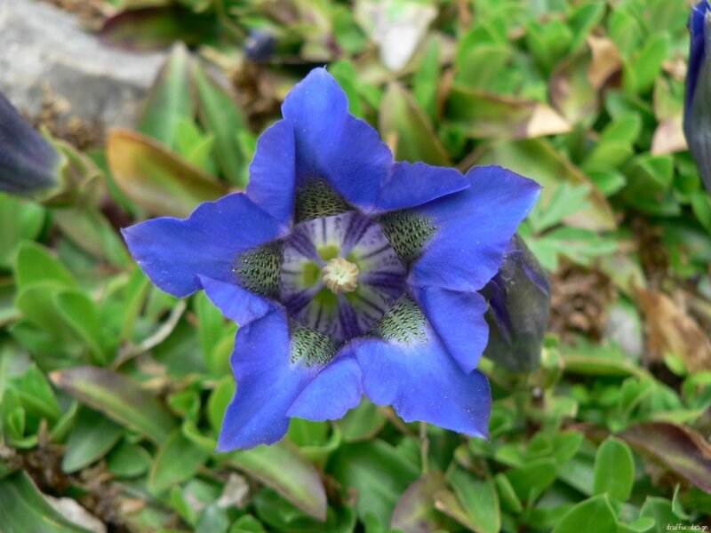 Blue Gentian Flower