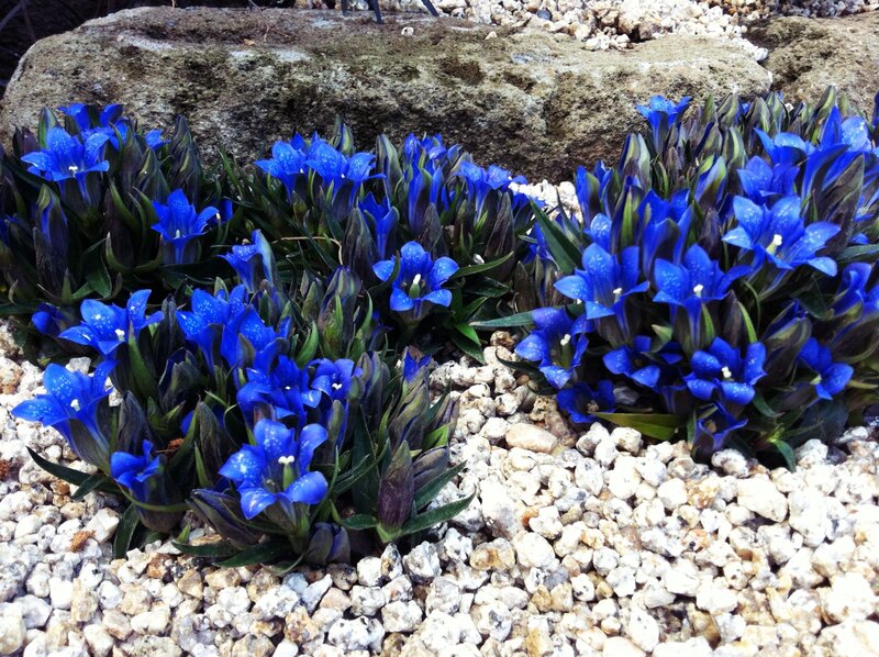 Blue Gentian Flowers — Calm