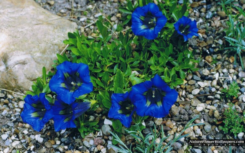 Blue Gentian Flowers — Natural, Spring, Photograph