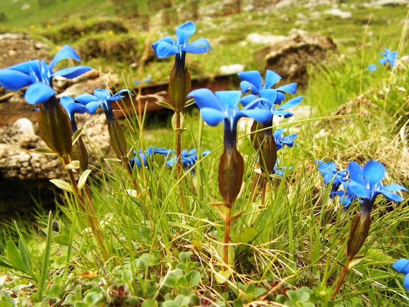 Blue Gentian Flowers — Natural, Spring