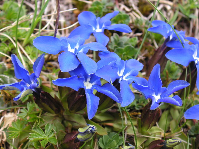 Blue Gentian Flowers — Natural