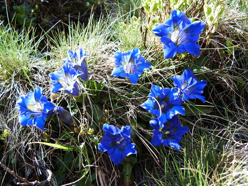Blue Gentian Flowers