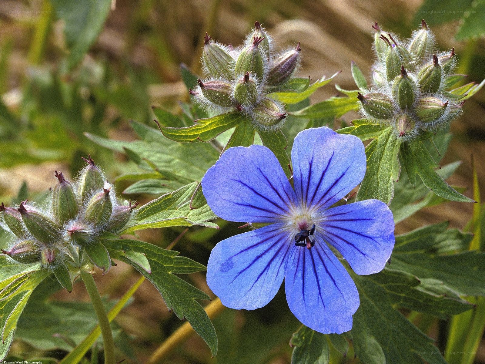 blue geranium flower close-up