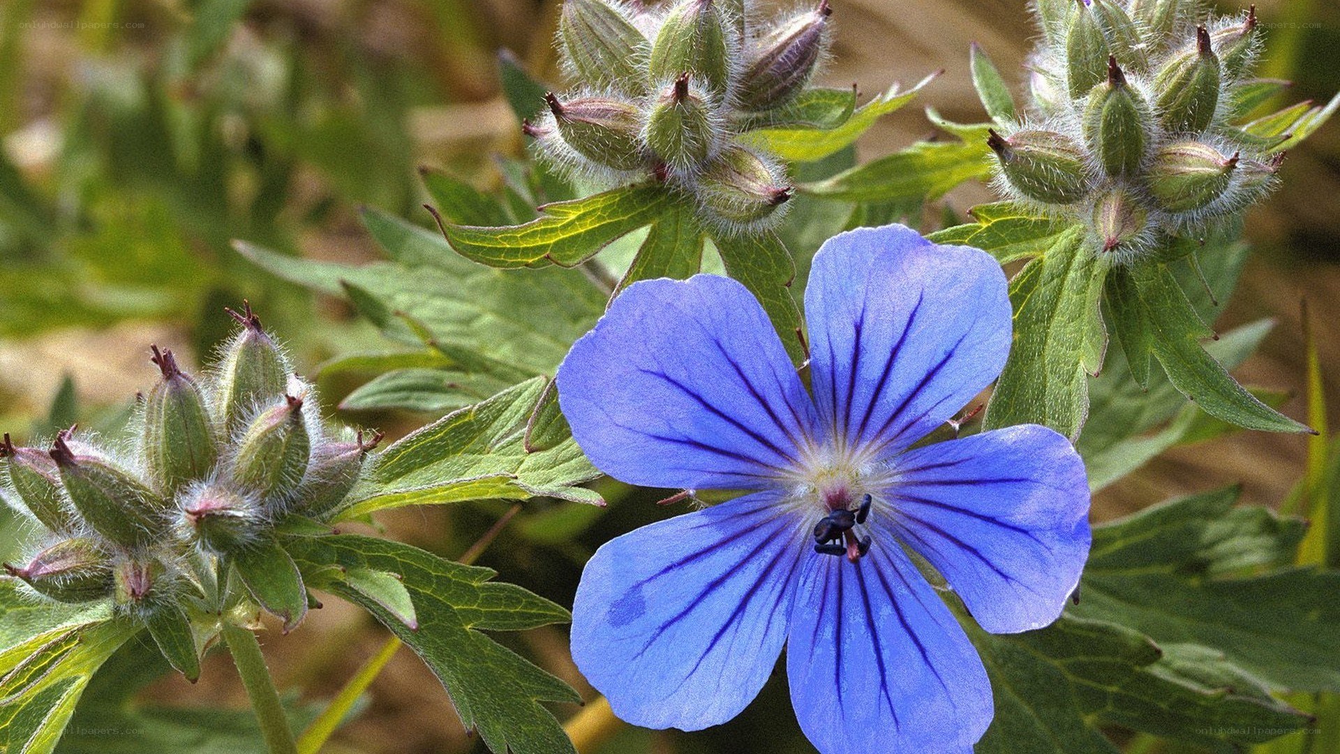 blue geranium flower close-up