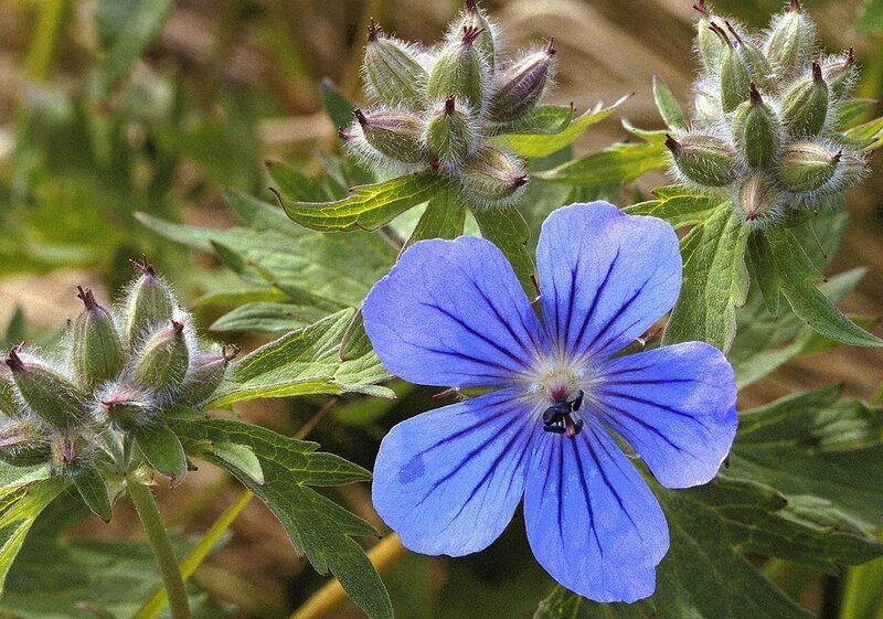 Blue Geranium Flower