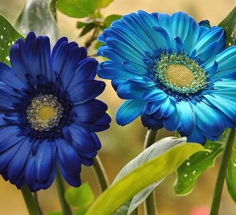 Blue Gerbera Daisies — Calm, Photograph