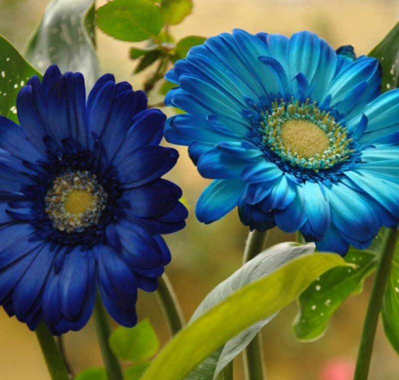 Blue Gerbera Daisies — Calm