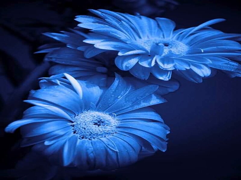 Blue Gerbera Daisies