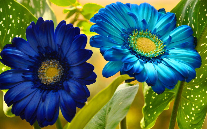 Blue Gerbera Daisies — Vibrant, Afternoon
