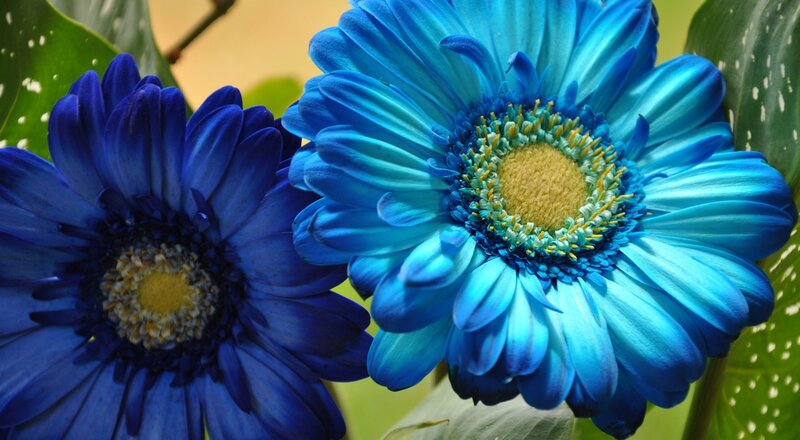 Blue Gerbera Daisies — Vibrant, Photograph