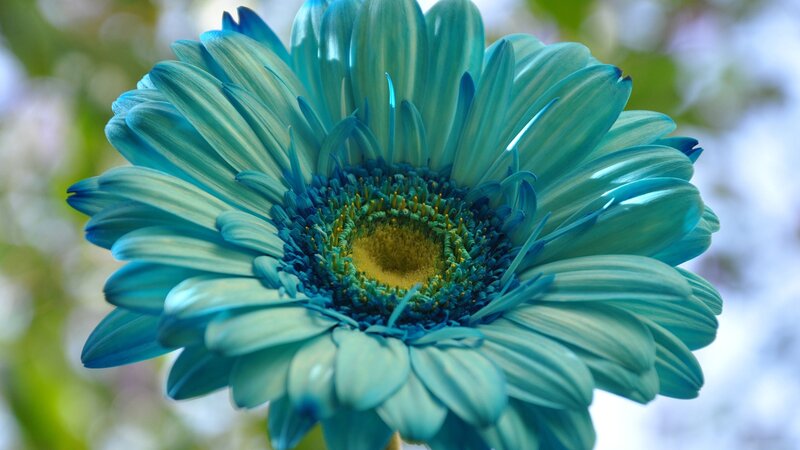 Blue Gerbera Daisy — Calm, Afternoon